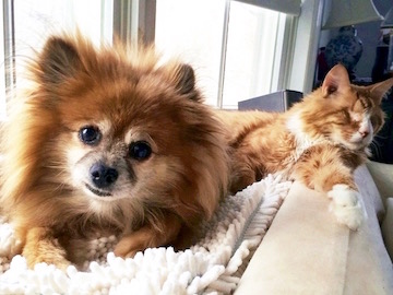 a little red dog & a blind orange cat are lying together